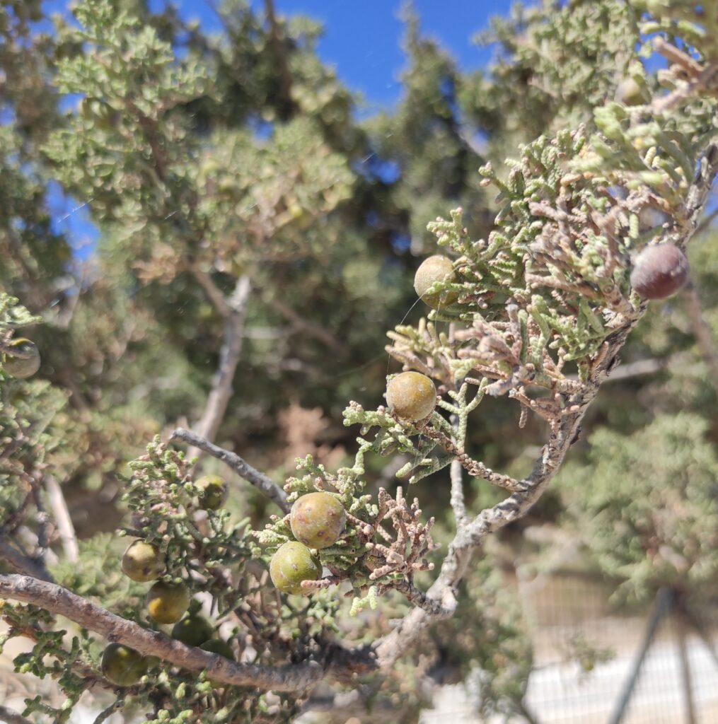 Askelinos plant karpathos