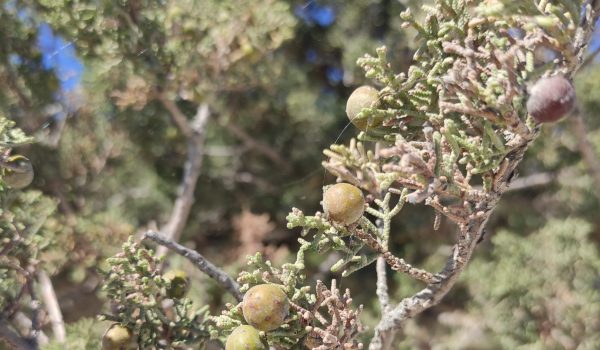 Askelinos plant karpathos